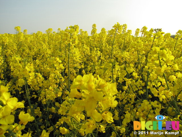 SX18098 Field of yellow Rape (Brassica napus)
